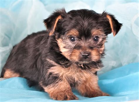 Yorkies by Elainea has been raising high quality Yorkshire Terrier puppies since 2000. . Yorkie puppies for sale in nc under 500